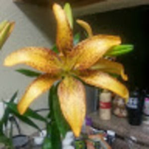 Meet your Posher, Norma